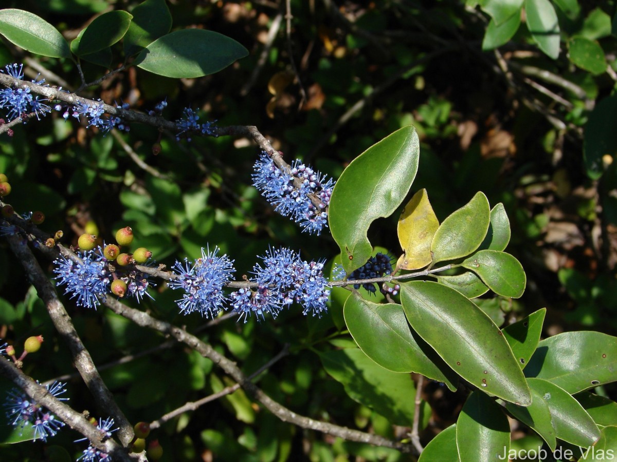 Memecylon umbellatum Burm.f.